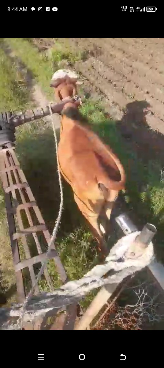 13000 રૂપિયા કિંમત