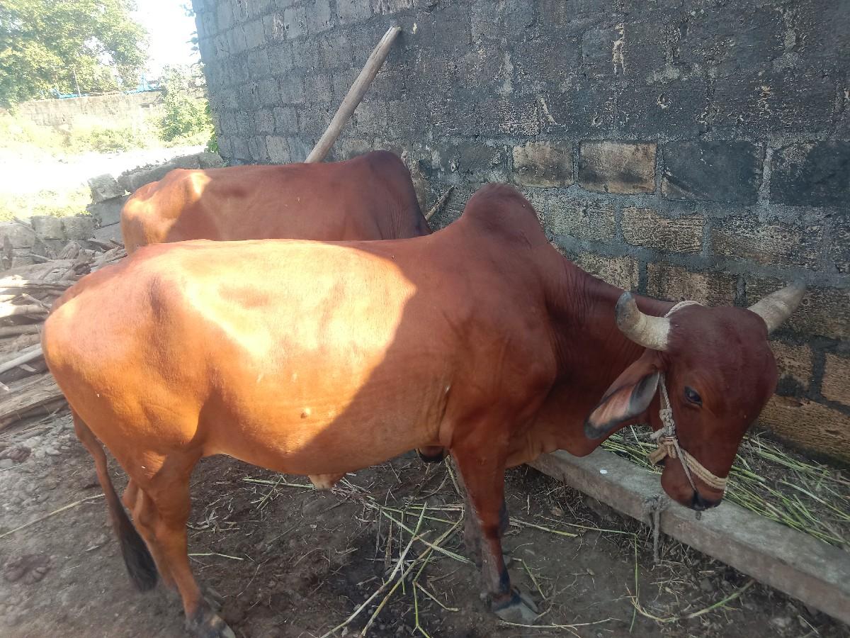 ગોધલા બરદ વેચવા ના છે