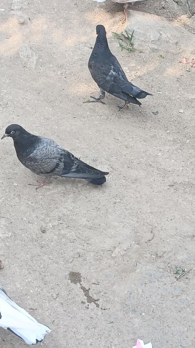 કબુતર ઉડાન જોટો વેસવાનો છે