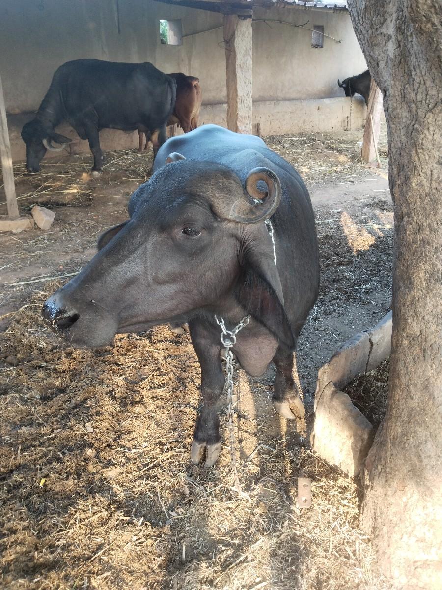 થંબનેલ 3