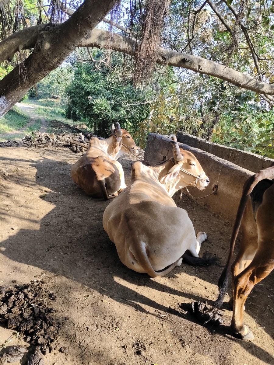 ગોઢલા વેચવાના છે