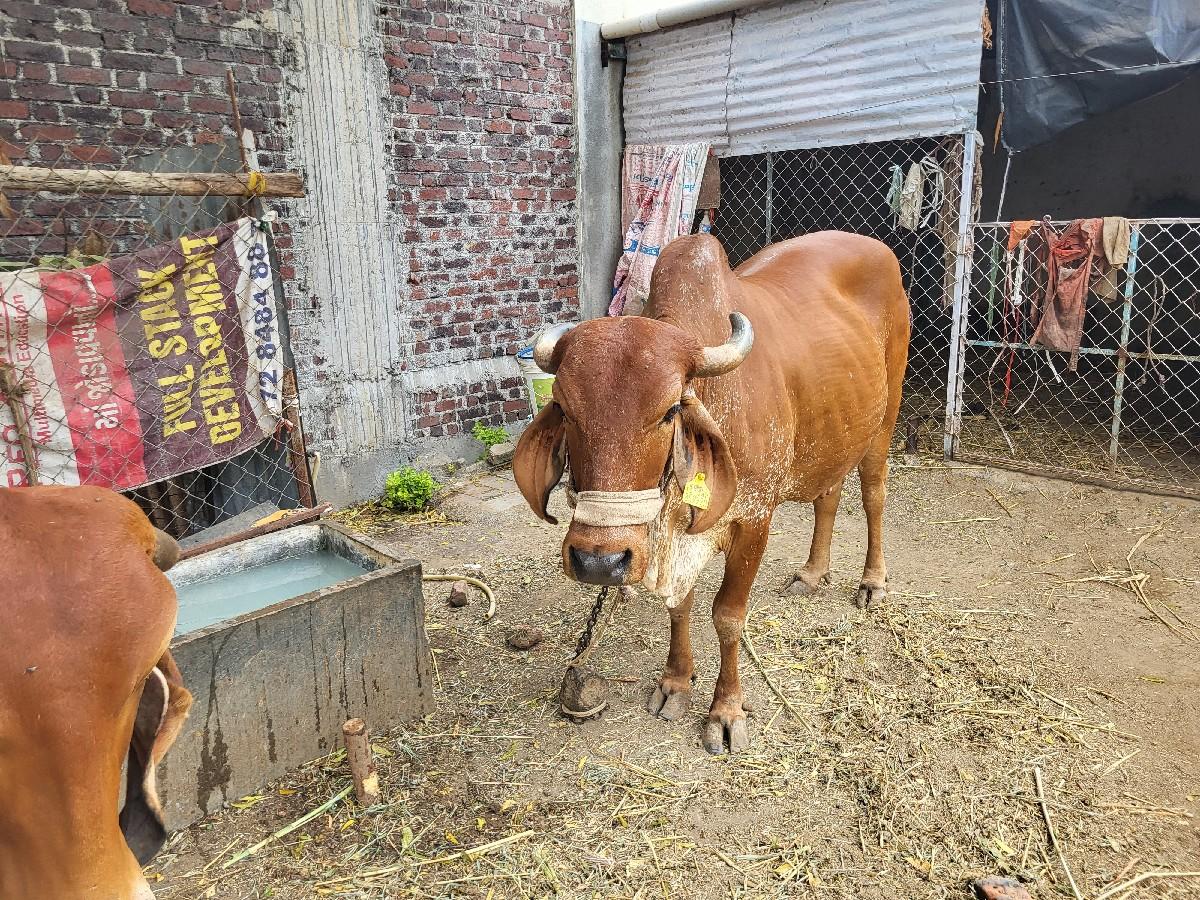 ગીર ગાય વેસવાની છે