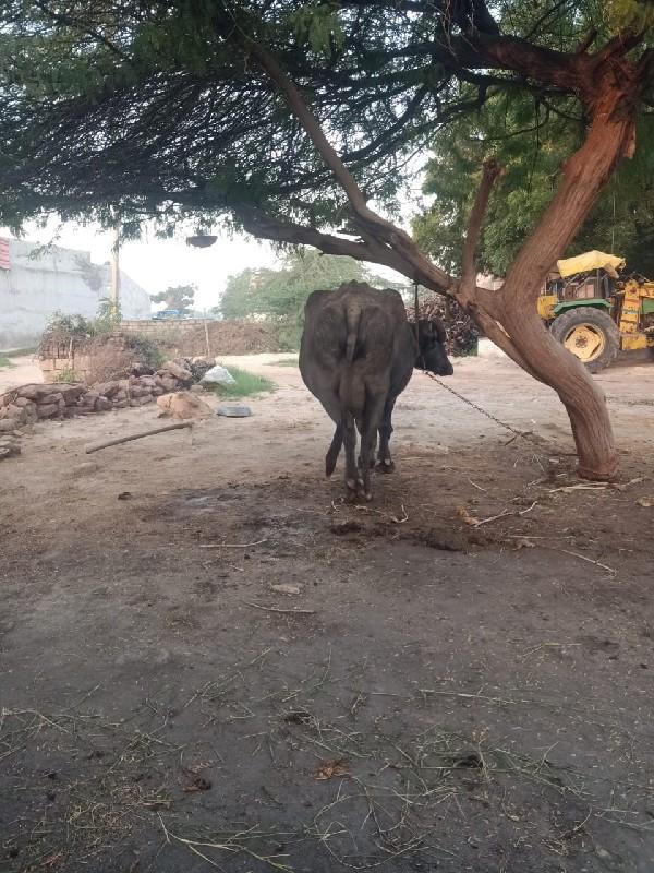 થંબનેલ 2