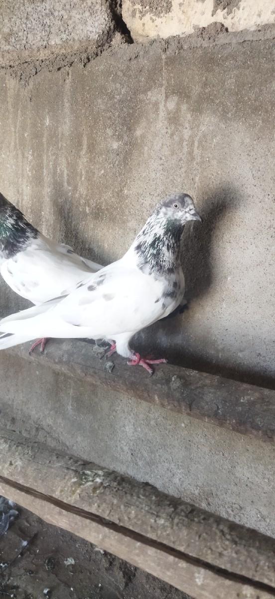 थंबनेल 2