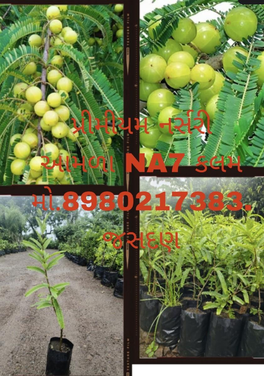 थंबनेल 4