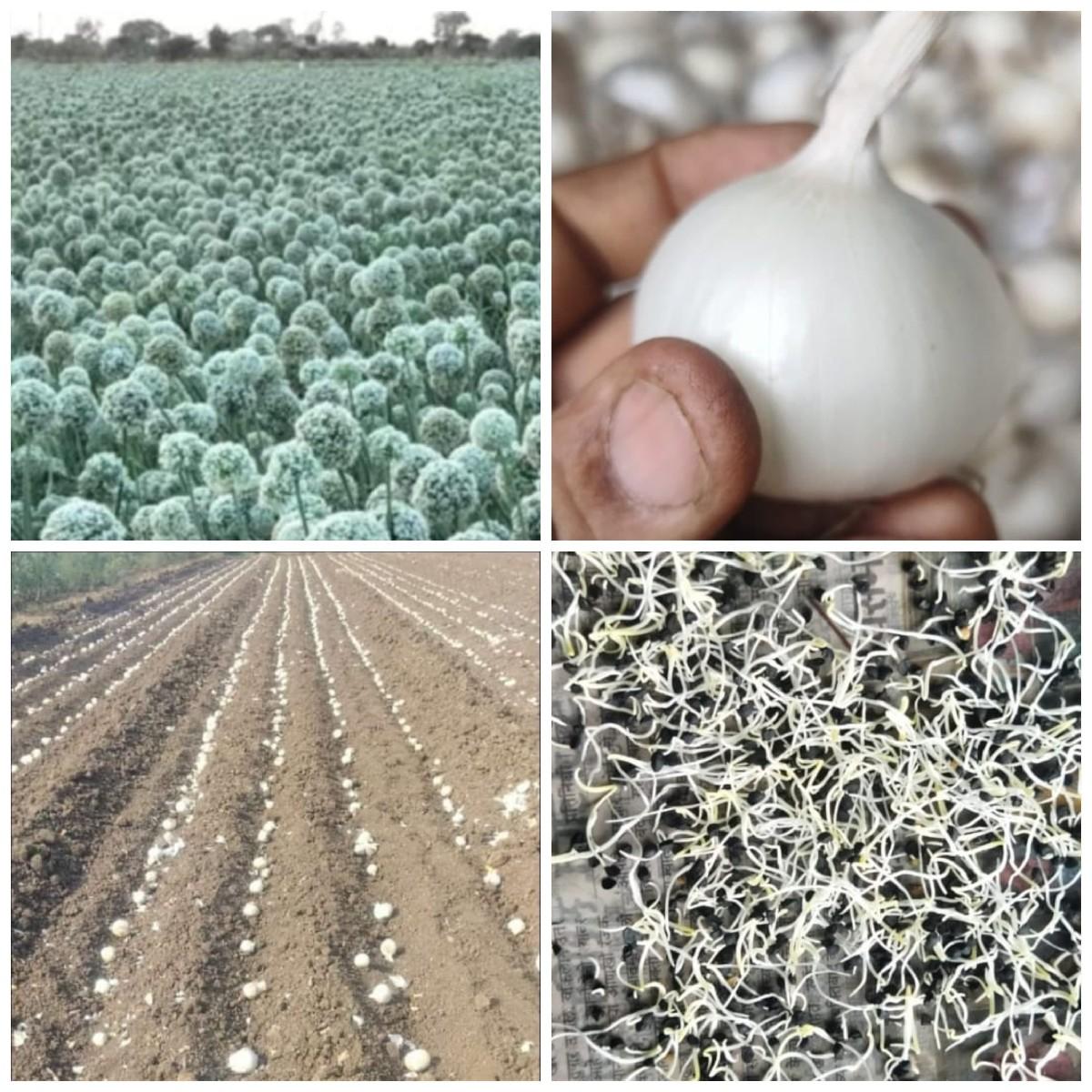 ડુંગળી નું બી વેચવાનું છે