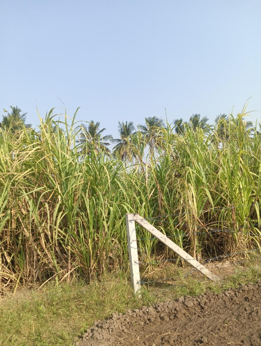 શેરડી (વાડ) ૩ વિઘા