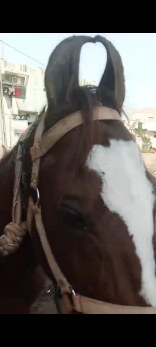 લાલ પંચી