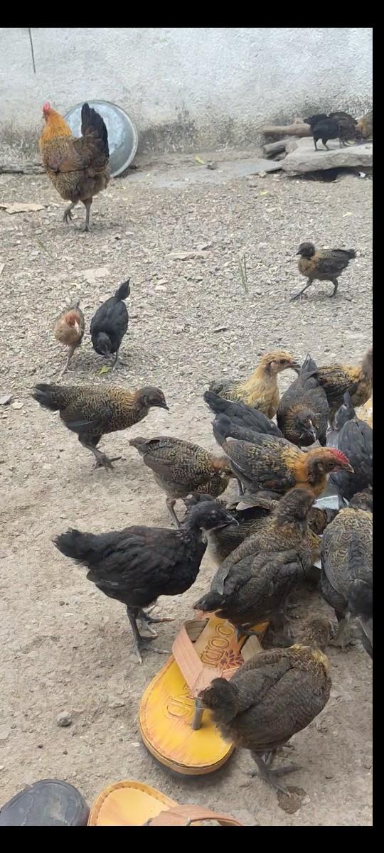 થંબનેલ 3