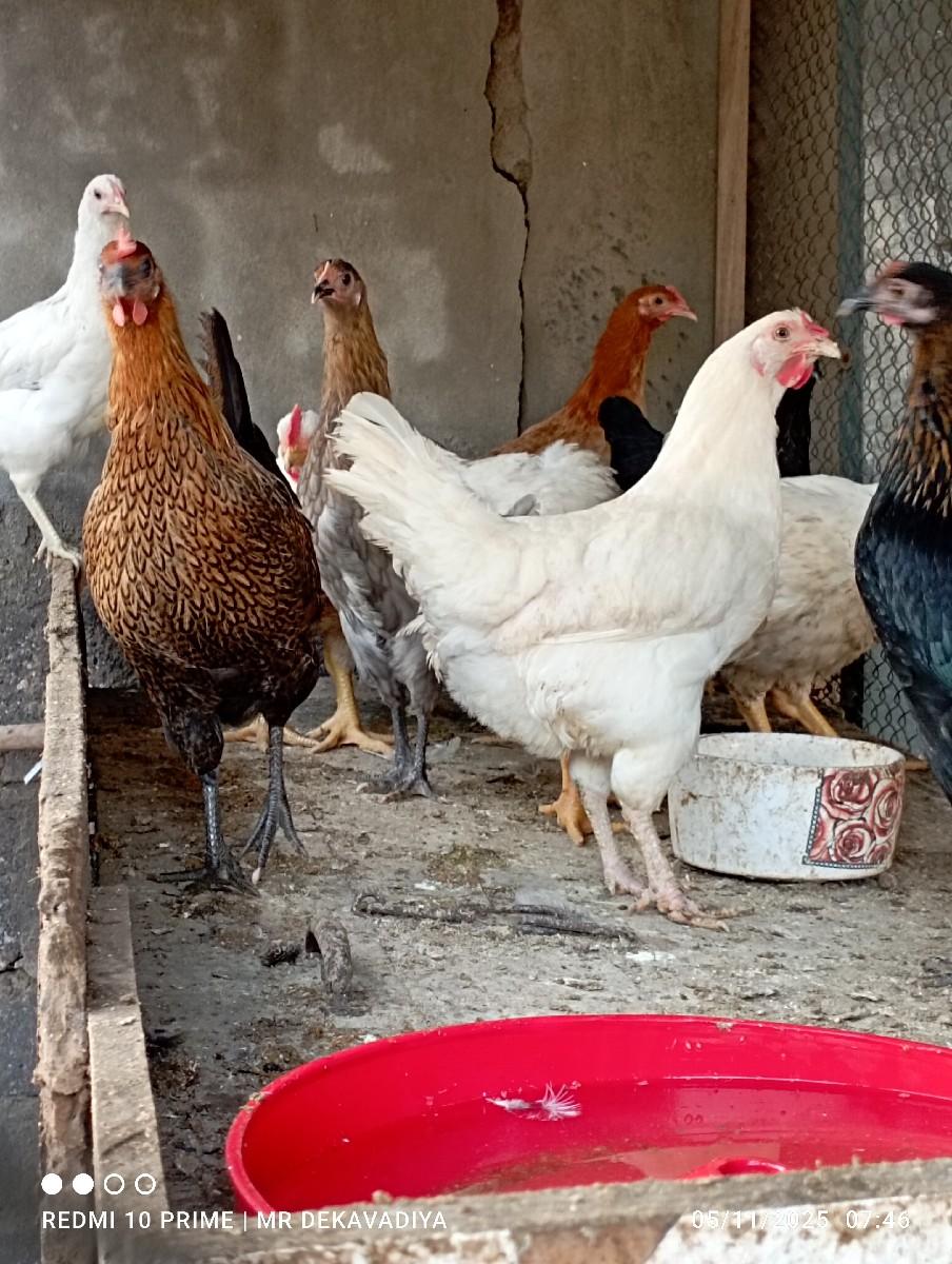 थंबनेल 2