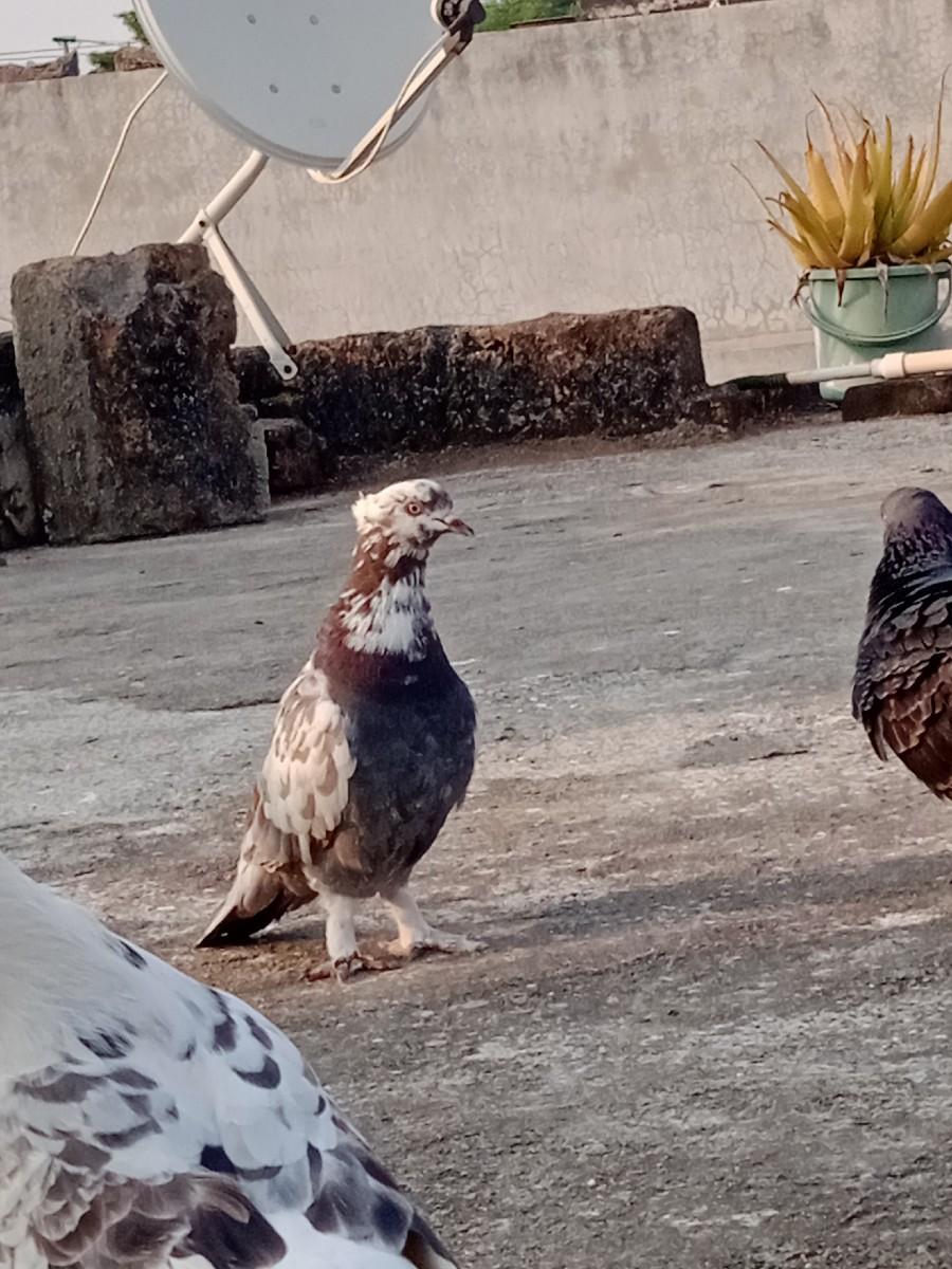 थंबनेल 2