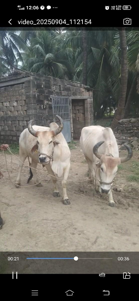 बणडवेचवानाछे  तीसरीढर