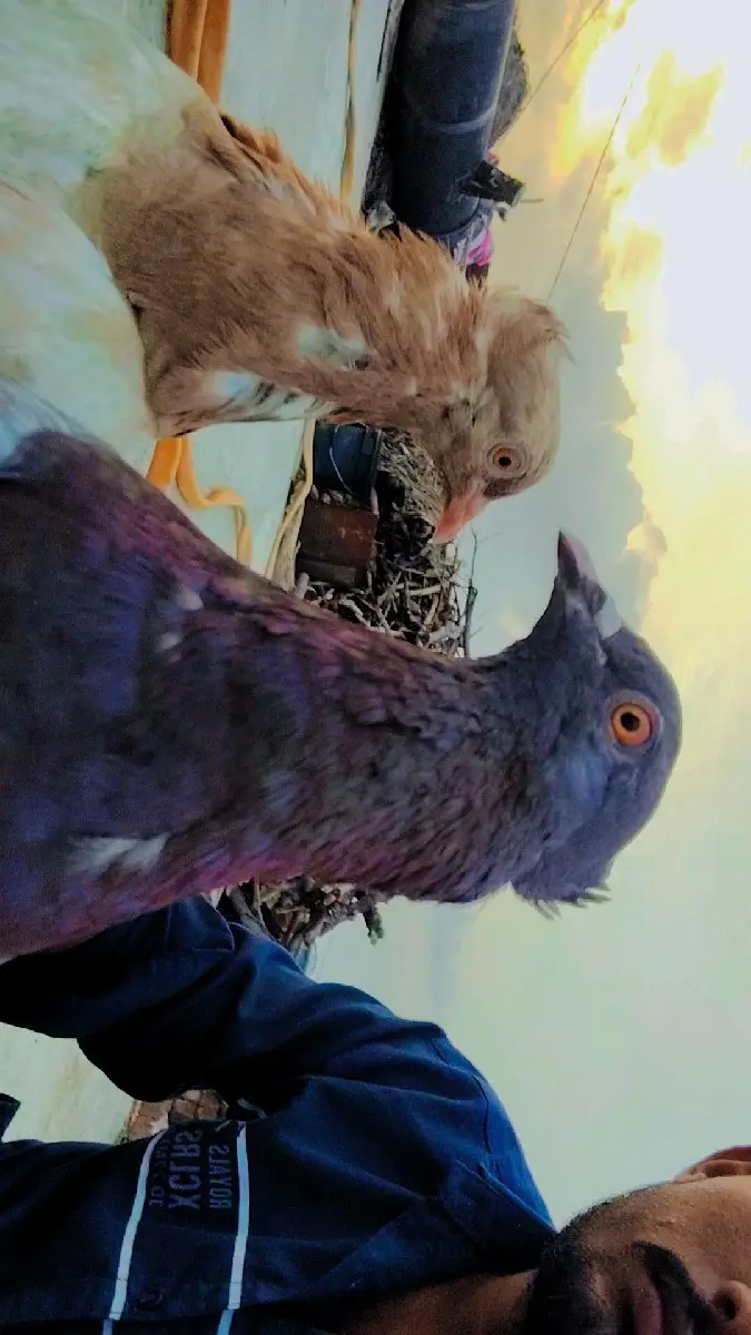 થંબનેલ 3