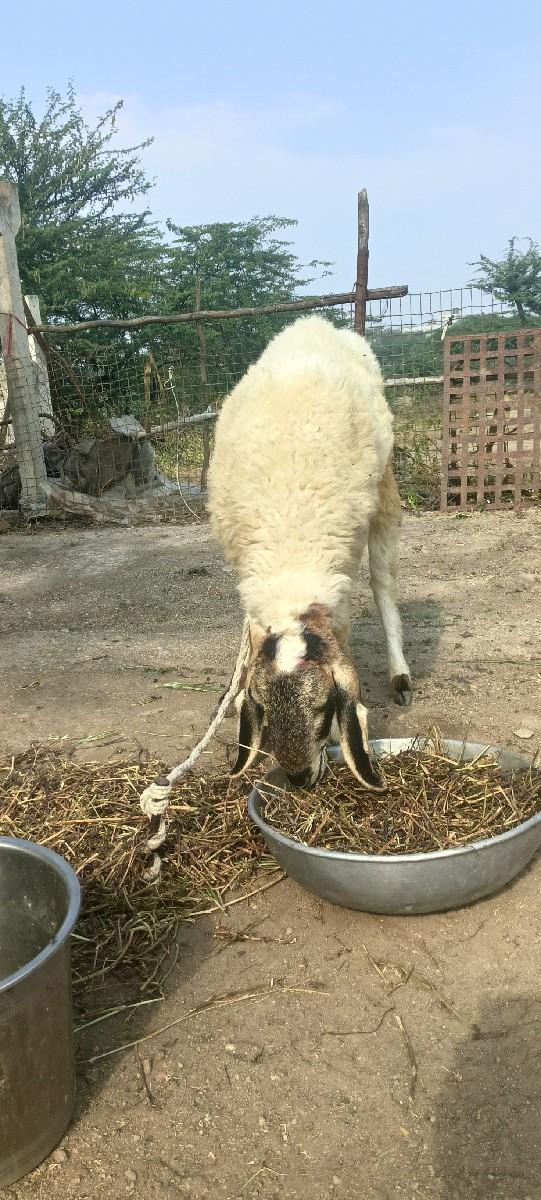 થંબનેલ 3