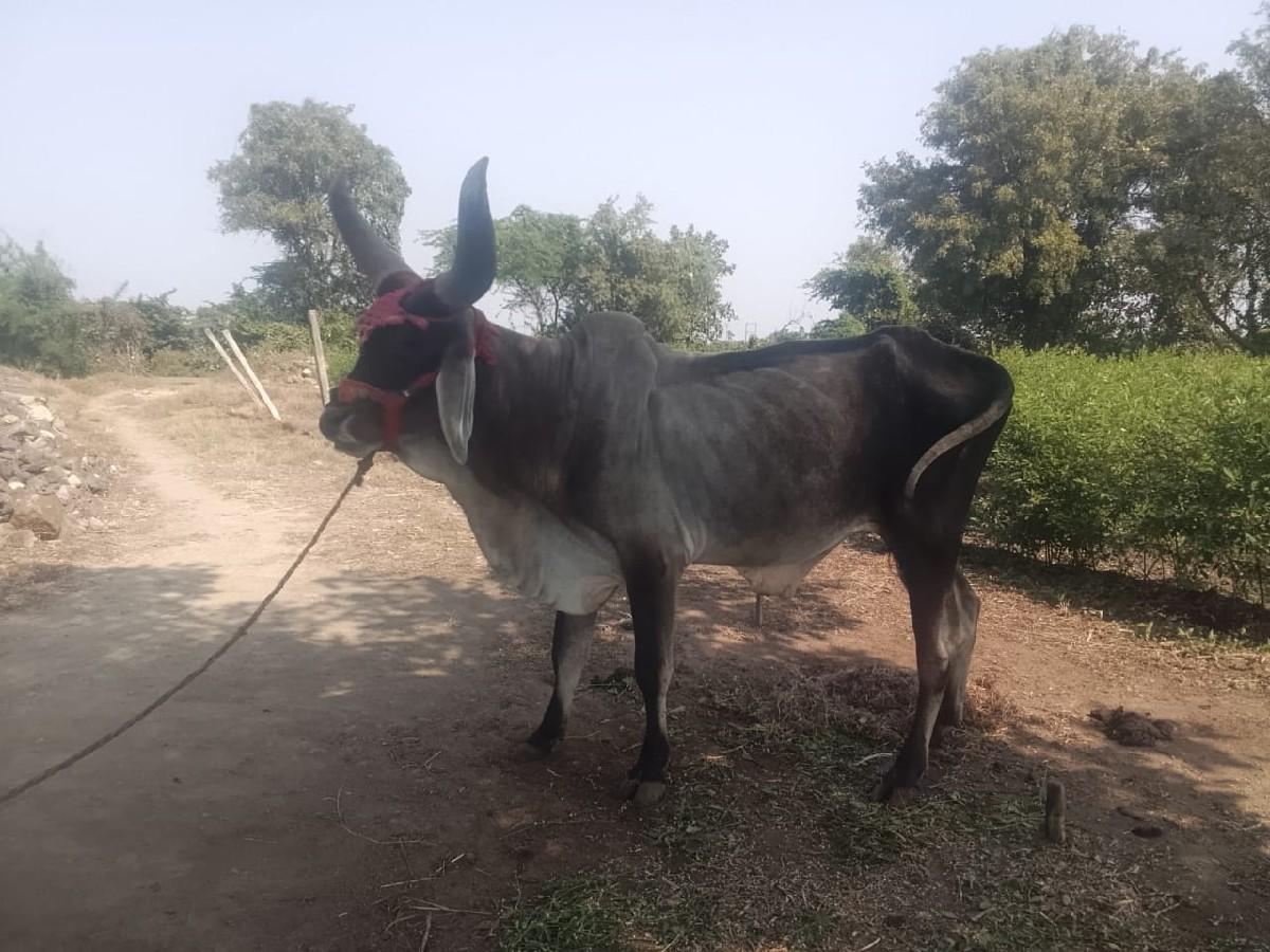 થંબનેલ 2