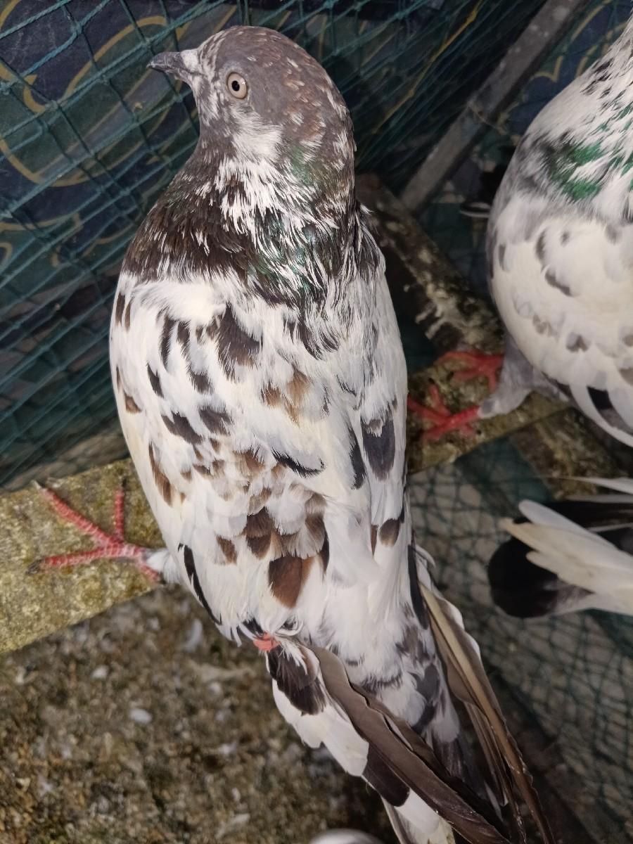 थंबनेल 2