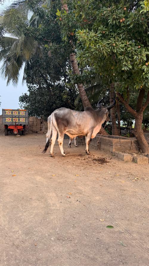 બળદ વેસવા ના સે બે વાવળી વાવેલ જવાબ દારી થી દેવા ના સે