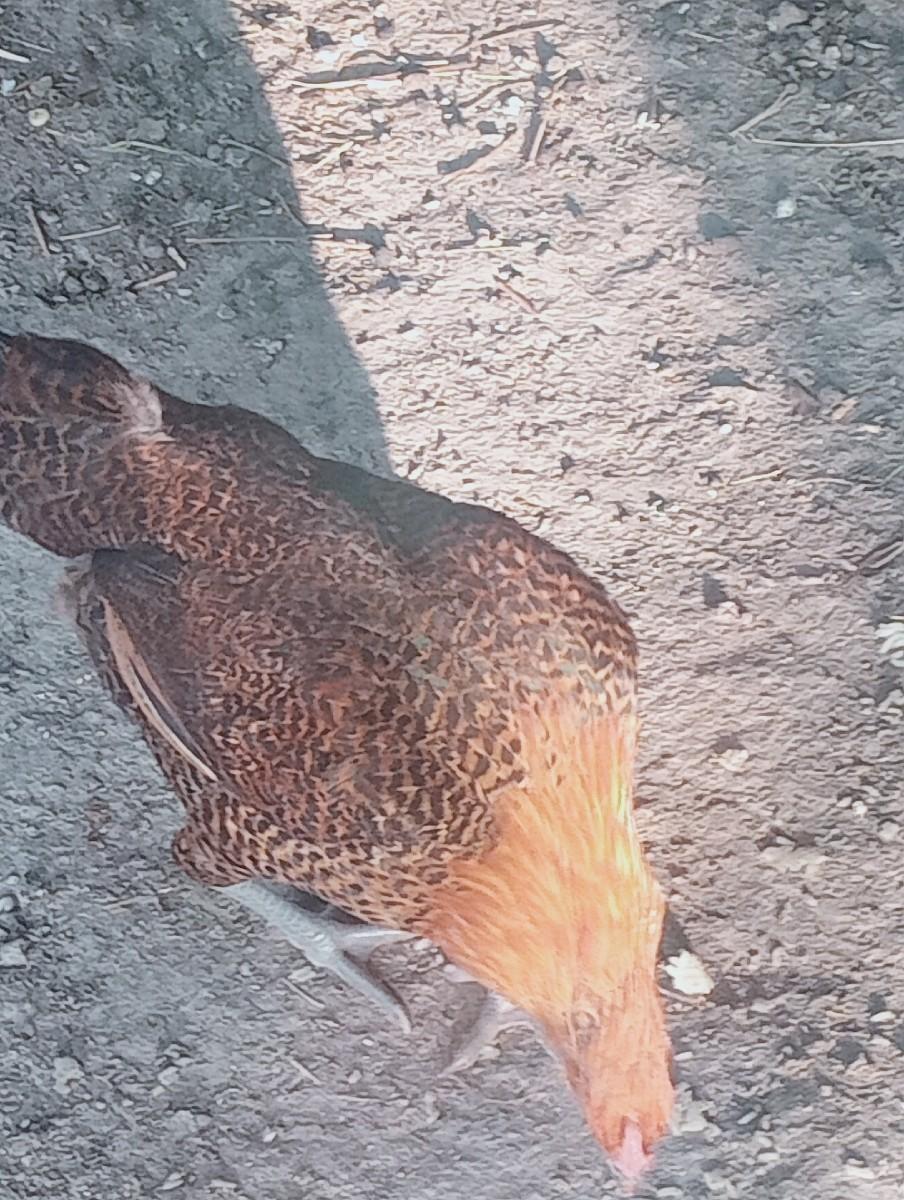 લતીફ. ભાઇ