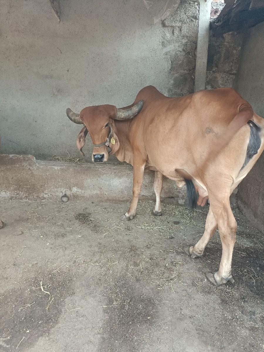 थंबनेल 3