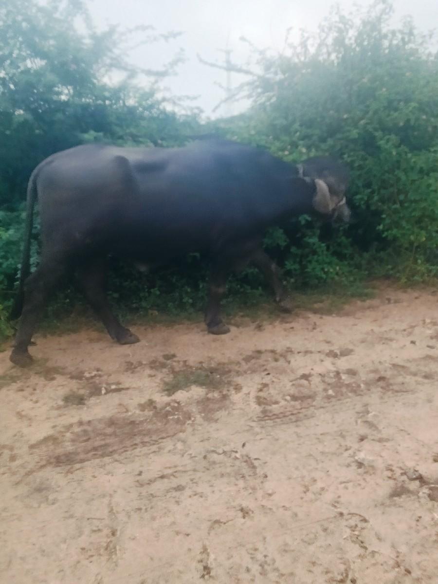 थंबनेल 2