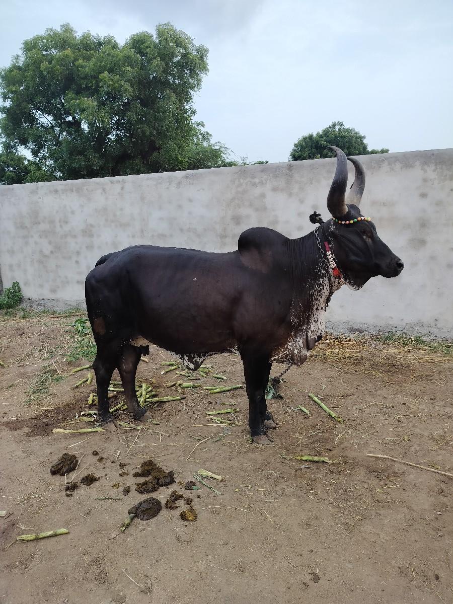 થંબનેલ 2