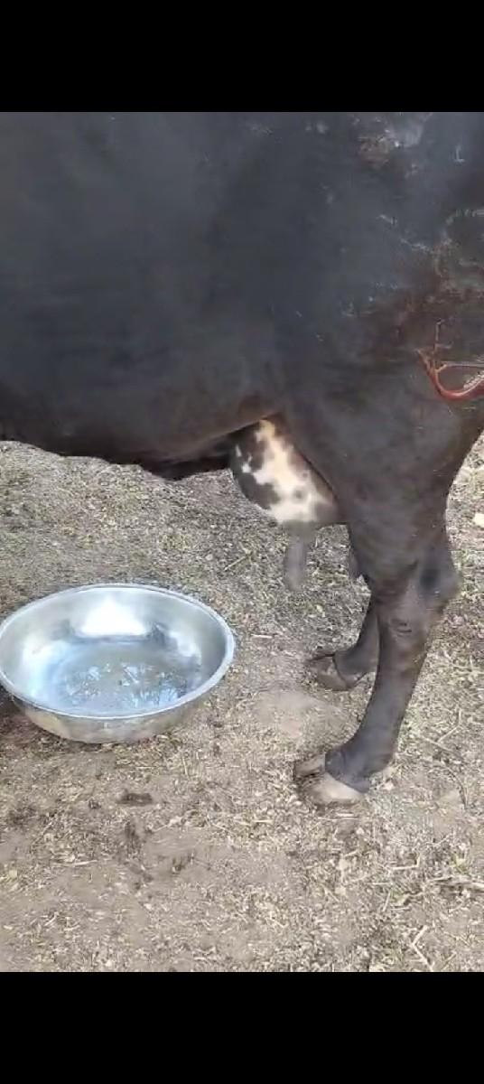 થંબનેલ 3