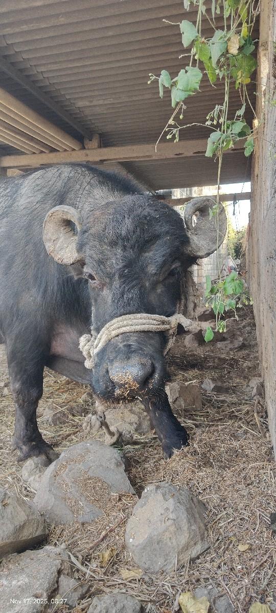 પાડો વેચવાનો છે