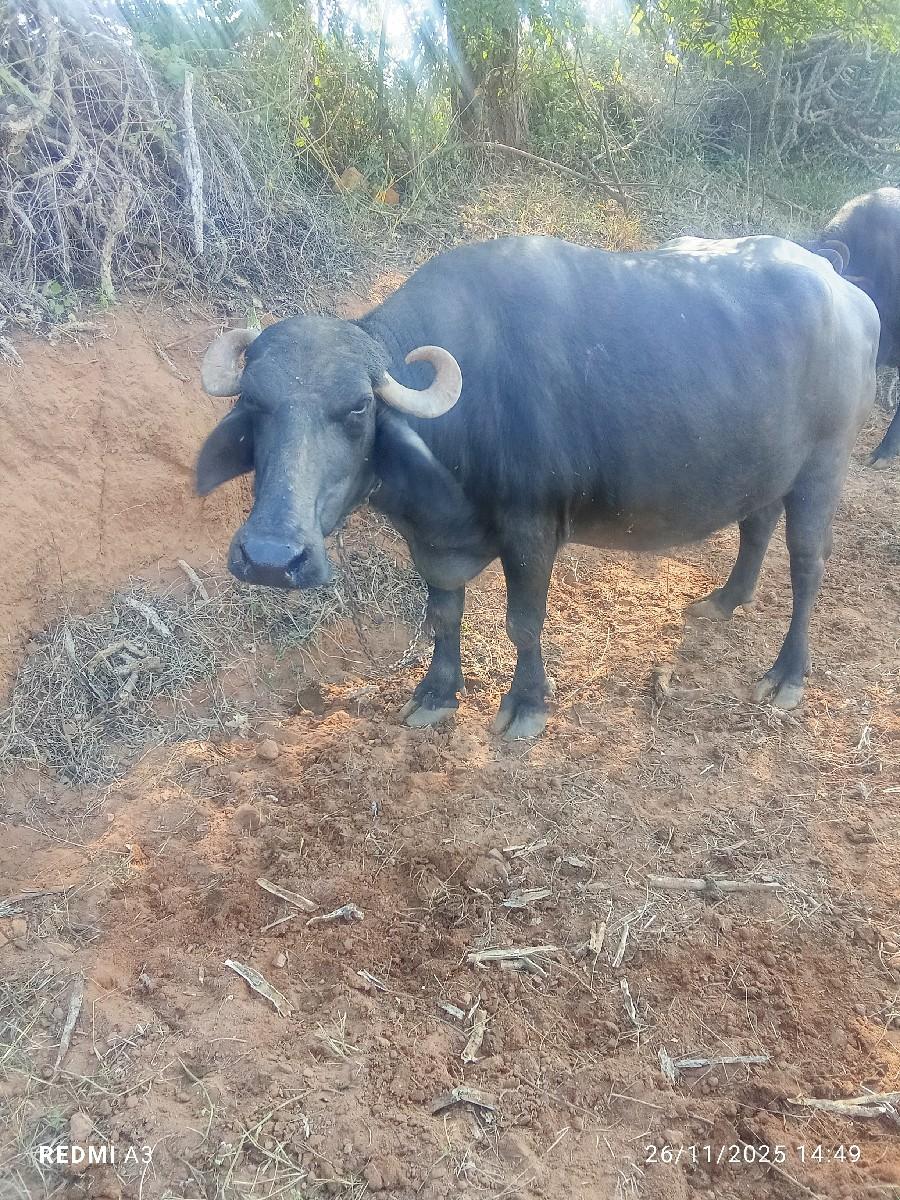 10 દીવસ ની કાચી