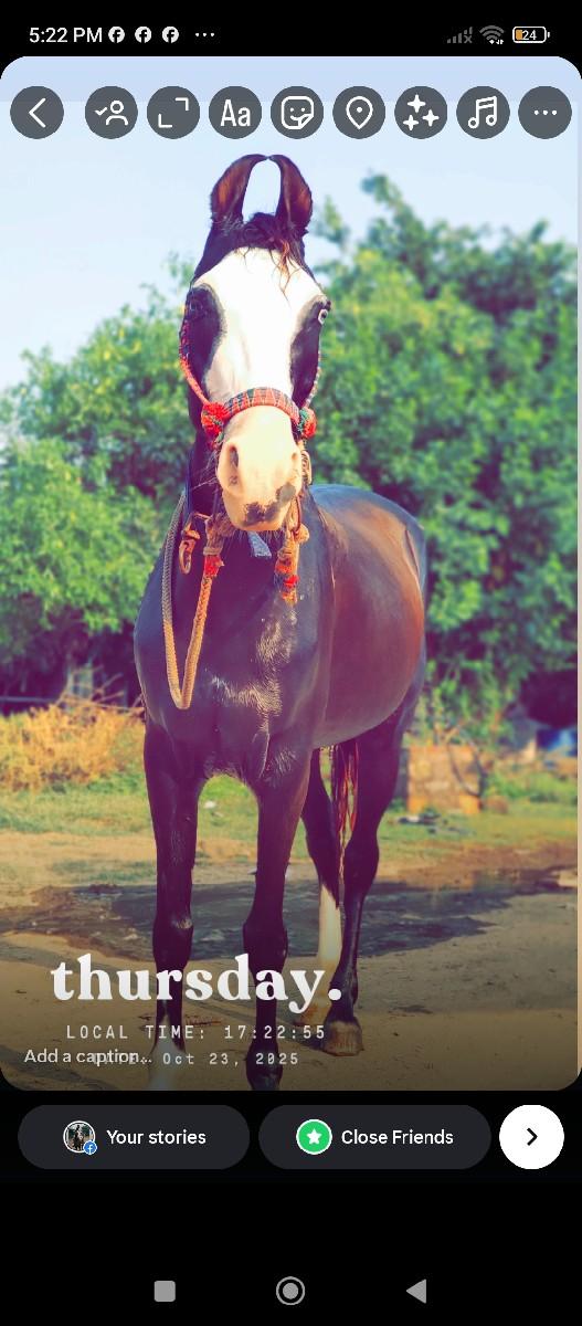 थंबनेल 3