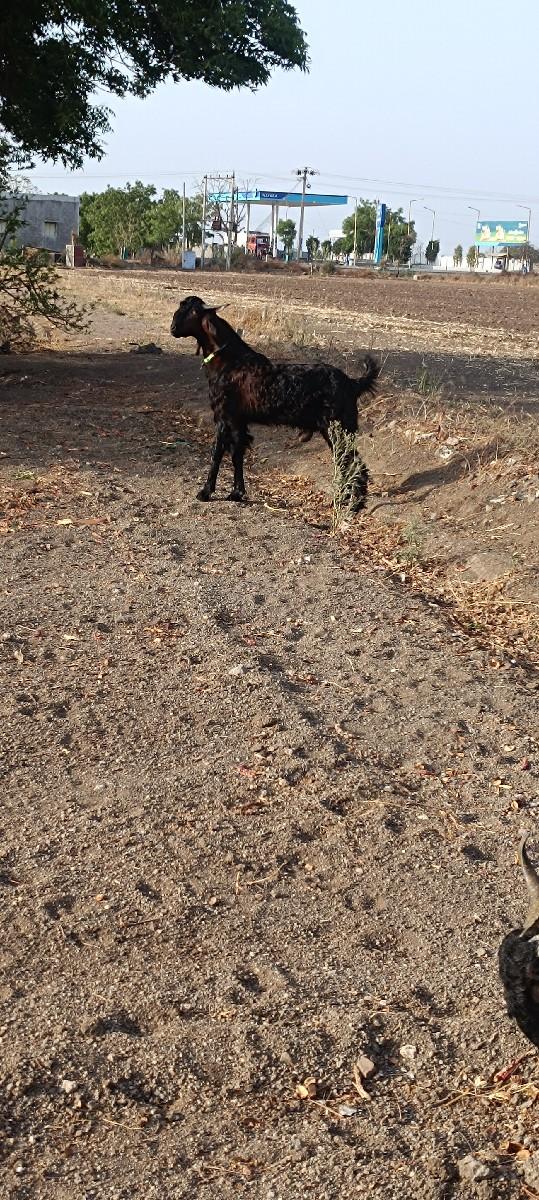 2 વર્ષ નો બકરો વેચવા નો છે