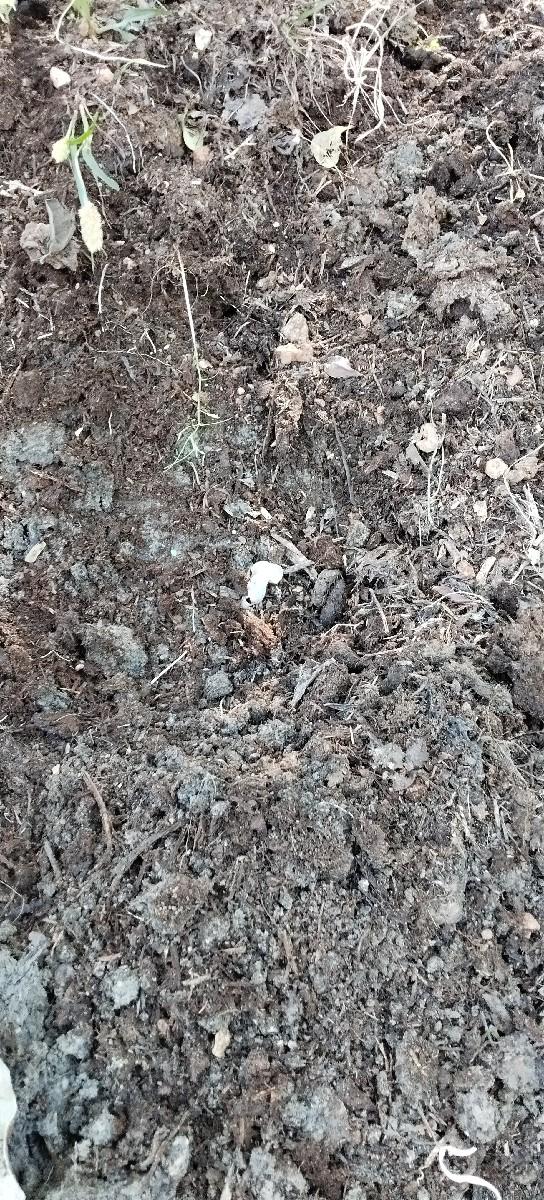 કાનાભાઇ