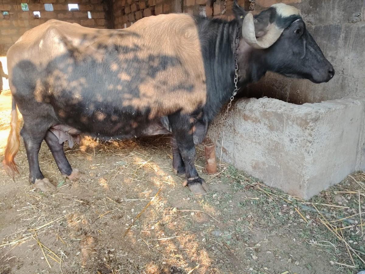 થંબનેલ 3