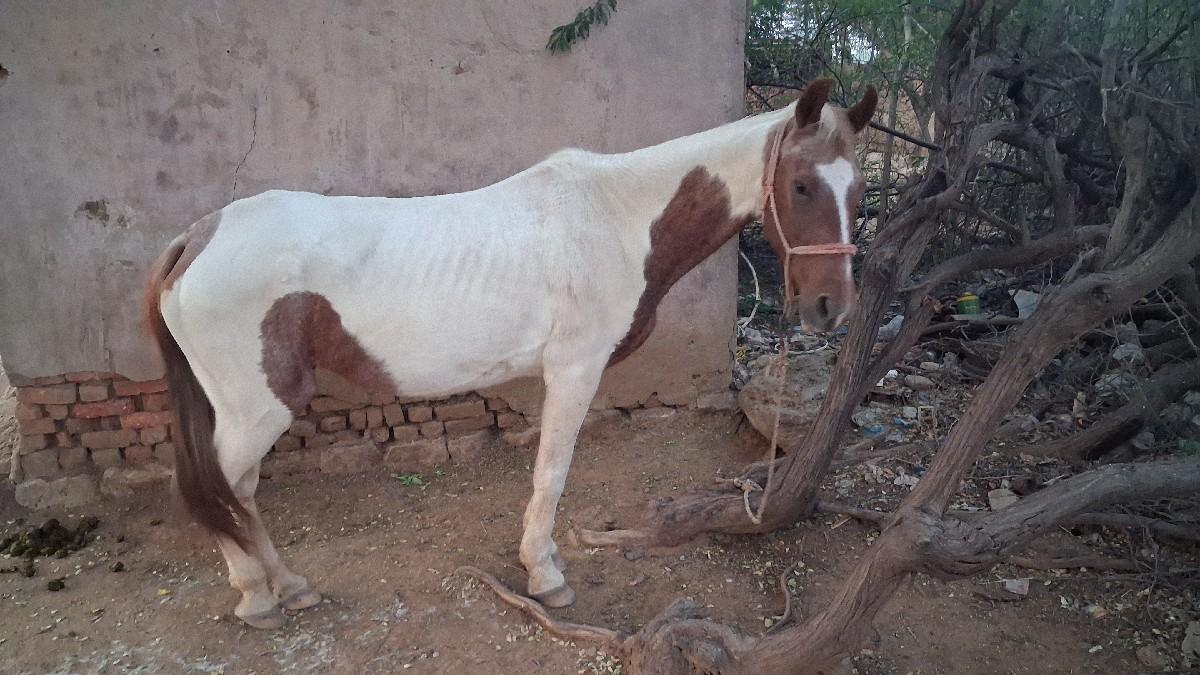 ધોડી વેચવાનીછે