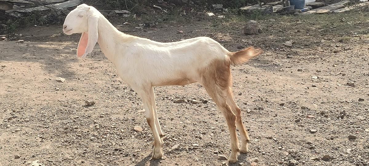 બકરી વેચવાનું સે