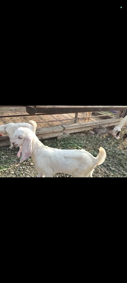 થંબનેલ 3