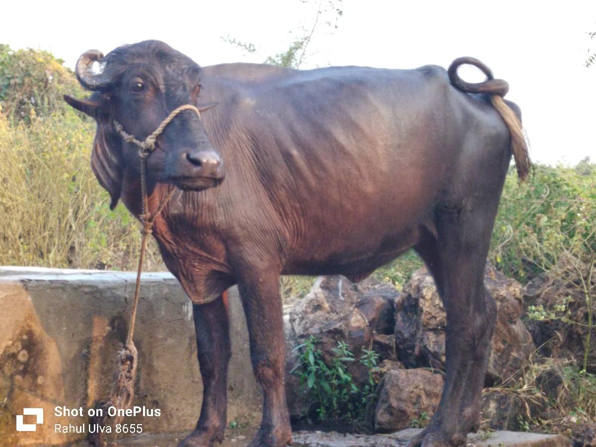 ખળેલી વેચવાની છે