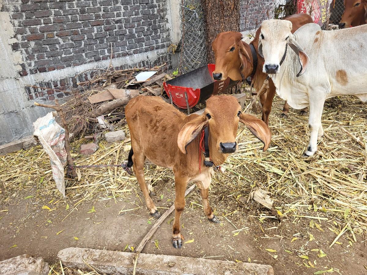 થંબનેલ 2