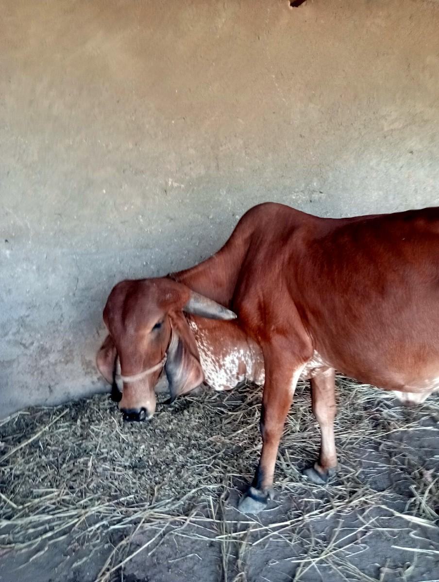 થંબનેલ 3