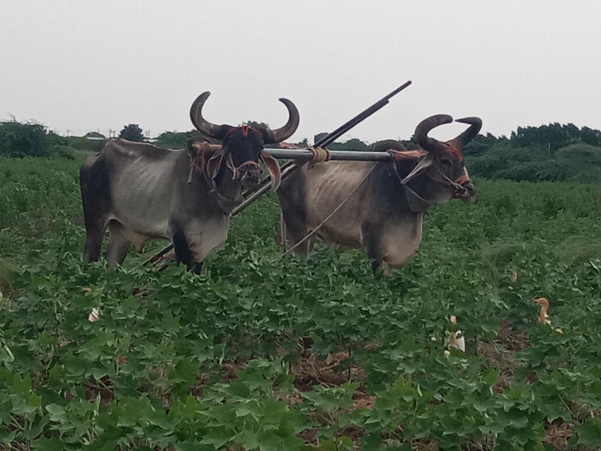 થંબનેલ 3