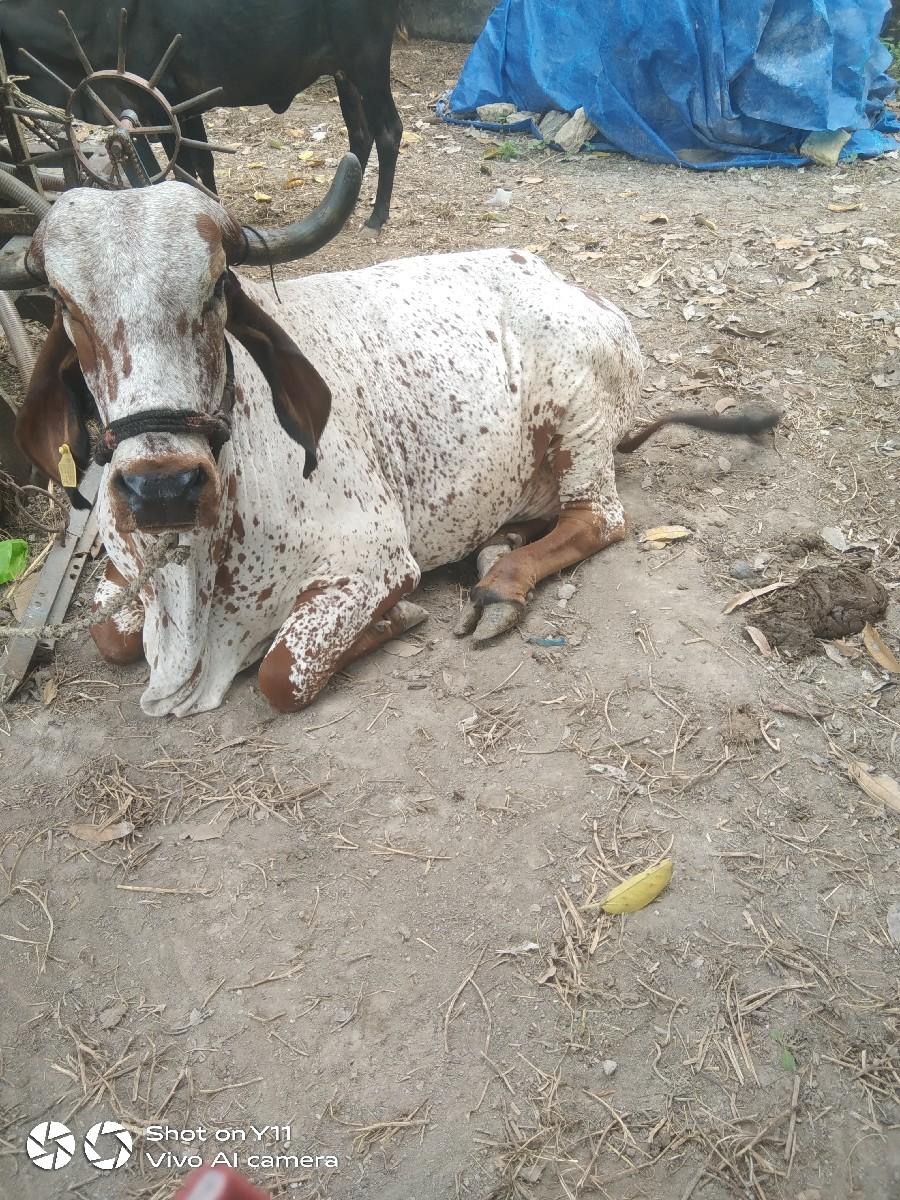 ગાય દેવાની છે સાટામાં ઘોડી સાથે કરવ