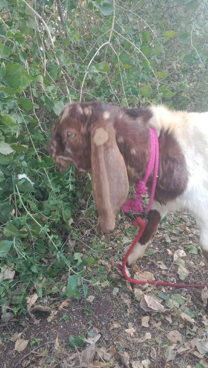 આ રાજસ્થાની બકરો વેસવાનો છે