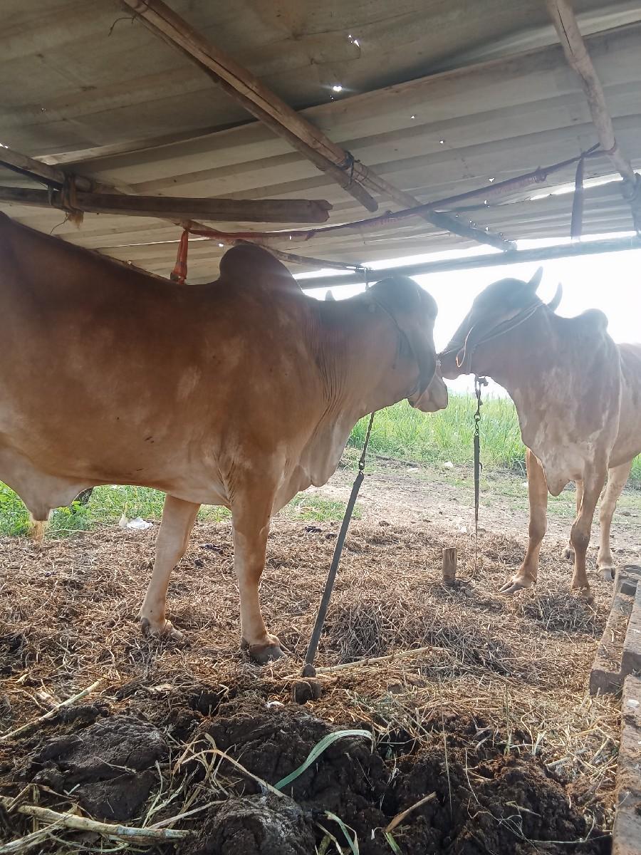 વેચવાના