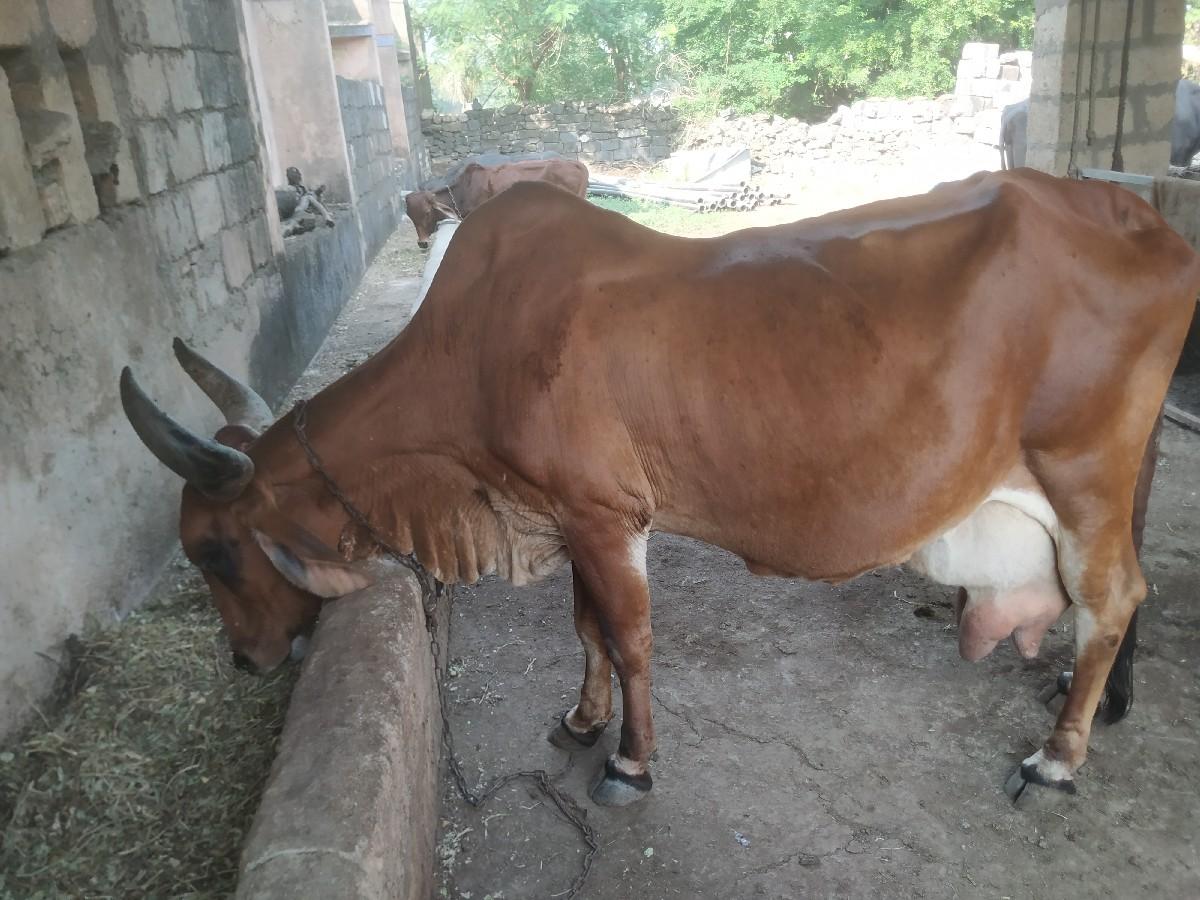 થંબનેલ 3