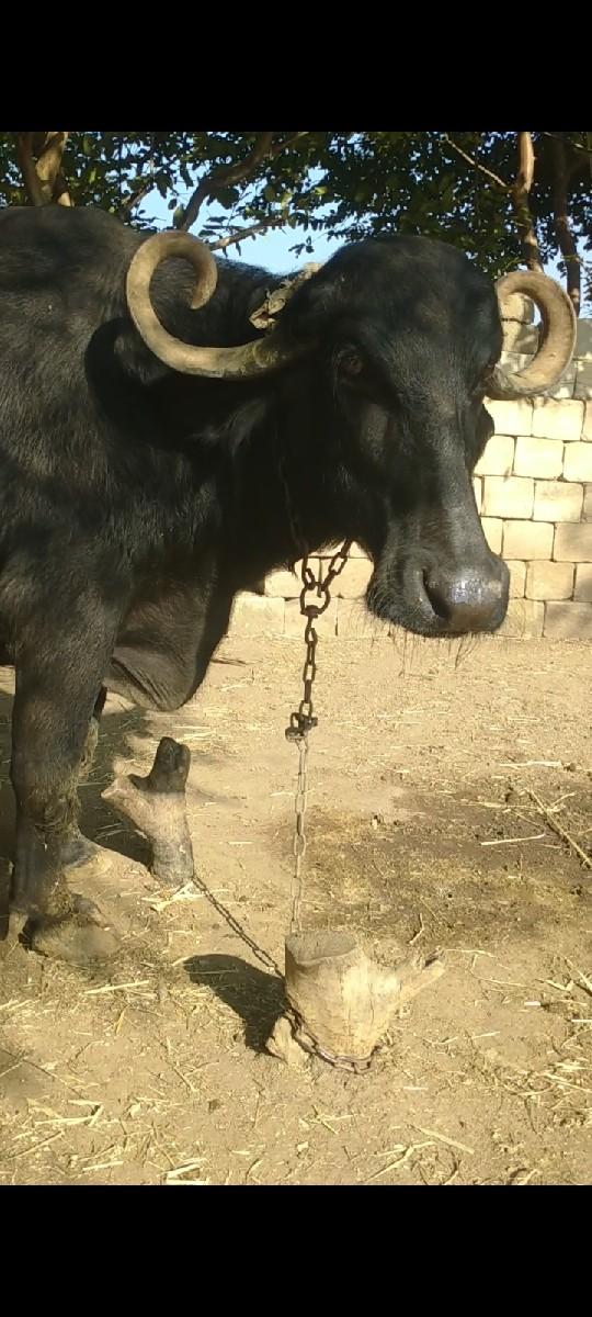 વેચવાની છે