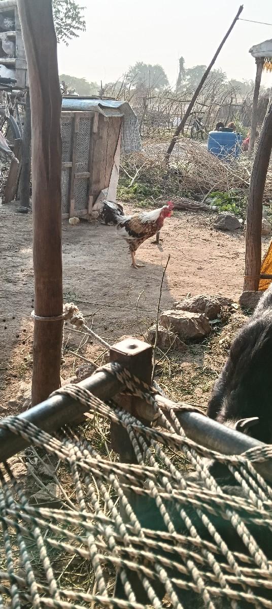 थंबनेल 2