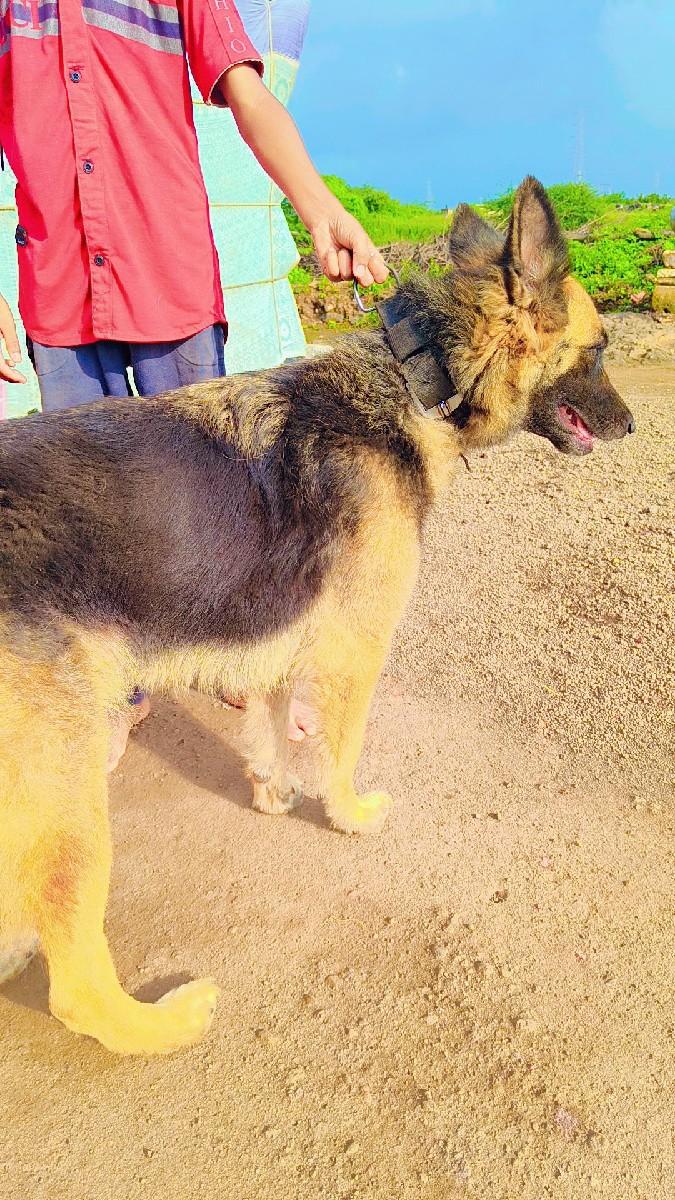 આપણે આ ફી મેલ દેવાની કોય