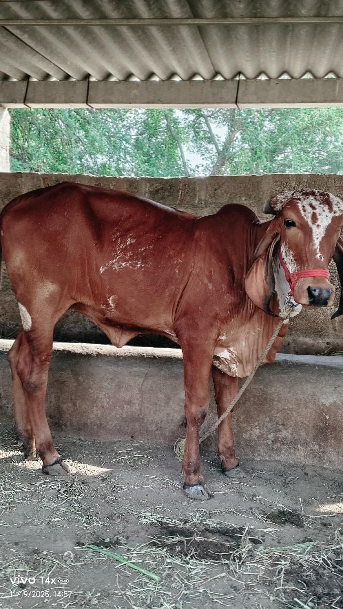 વેચવાનિ છે