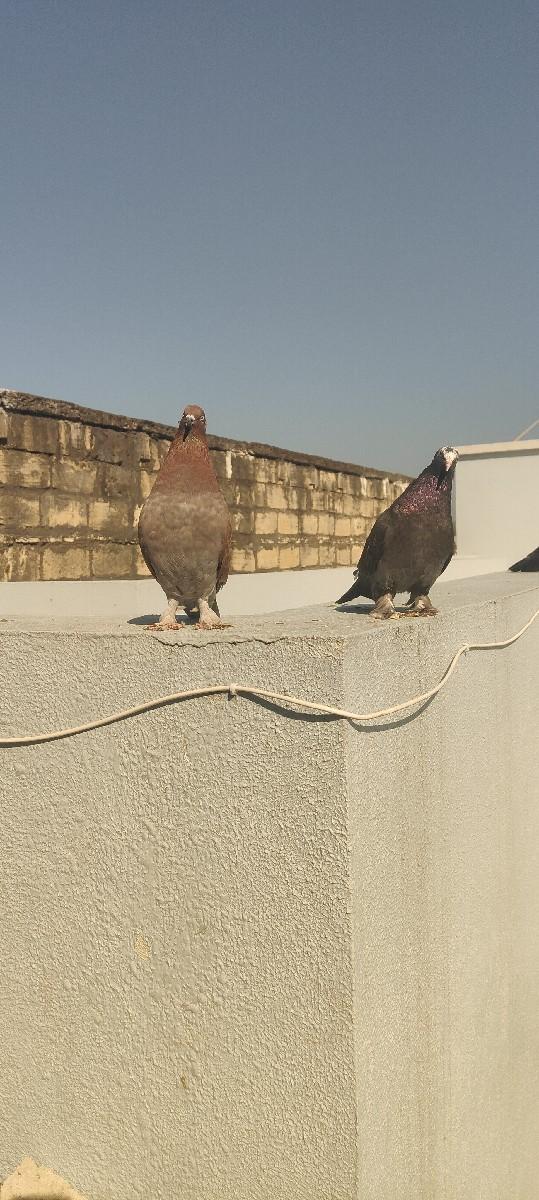 કબૂતર દેવાના છે