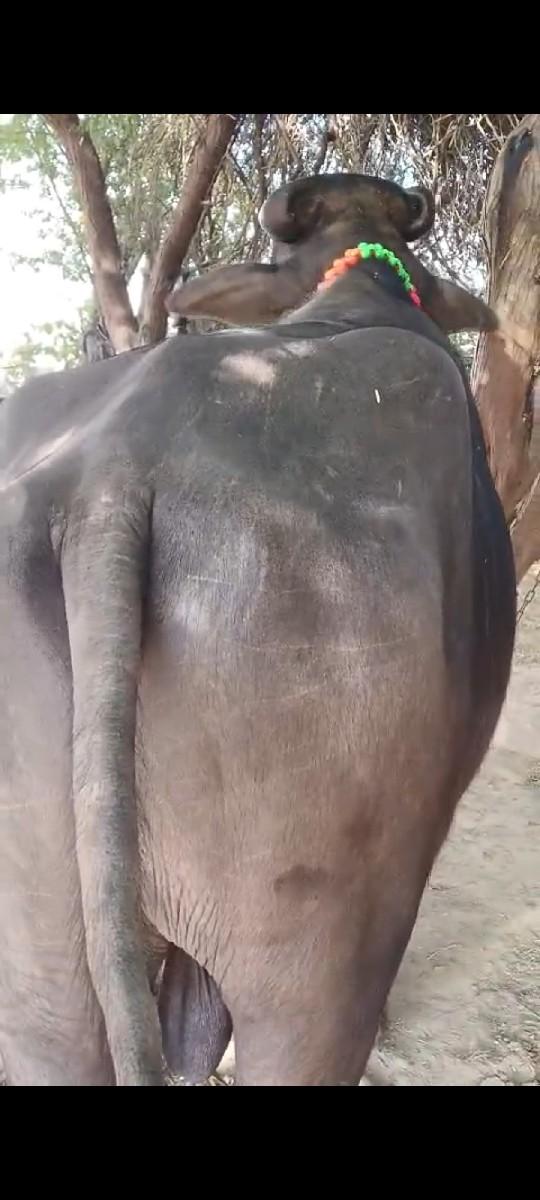 થંબનેલ 3