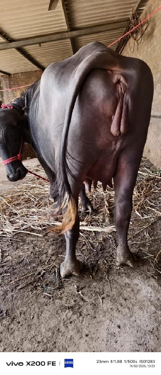 થંબનેલ 2